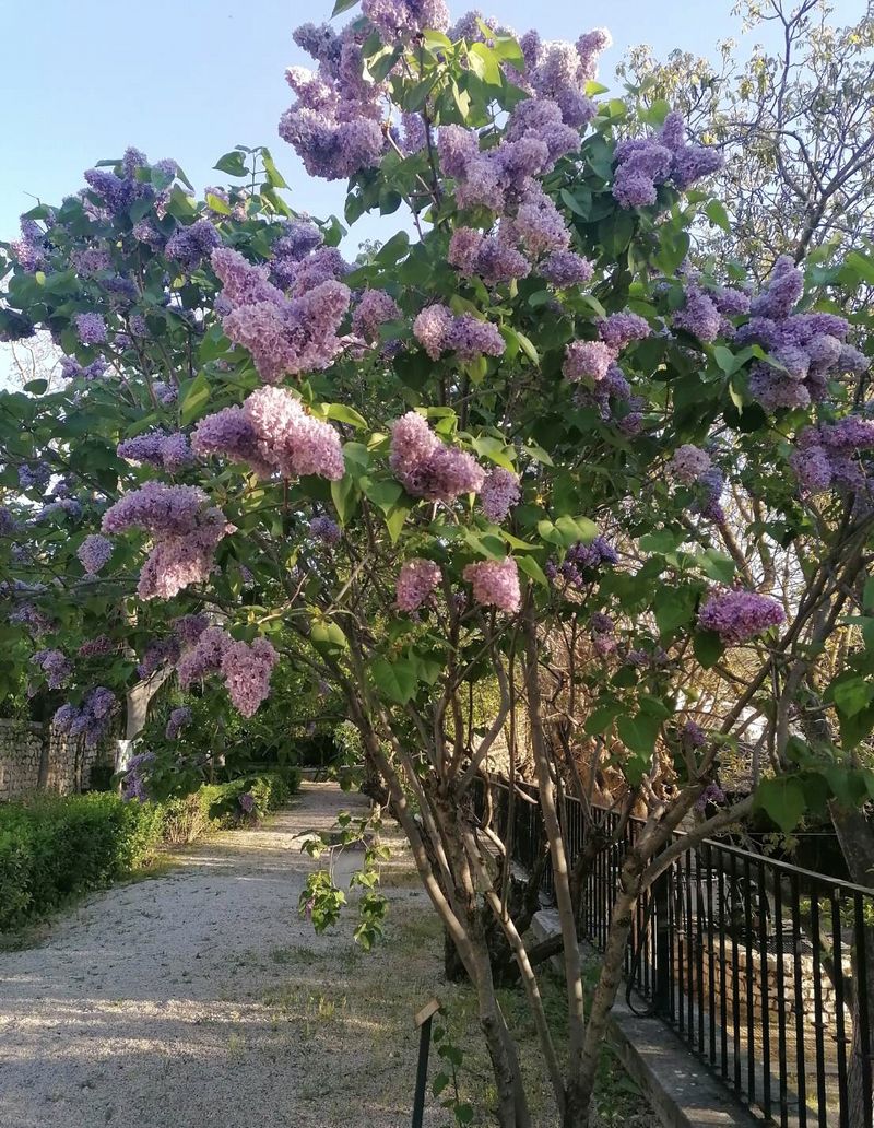 枝もの図鑑 ライラック 花言葉 出回り時期 花もち 飾り方 切花情報サイト ハナラボノート