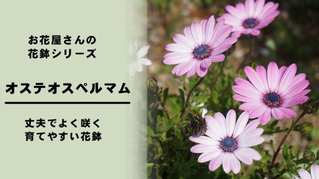 オステオスペルマム の育て方 管理方法 お花屋さんの花鉢シリーズ 切花情報サイト ハナラボノート