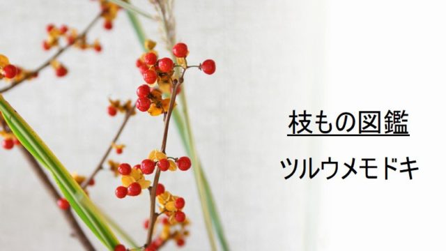 枝もの図鑑 ツルウメモドキ 花言葉 出回り時期 花もち 飾り方 切花情報サイト ハナラボノート