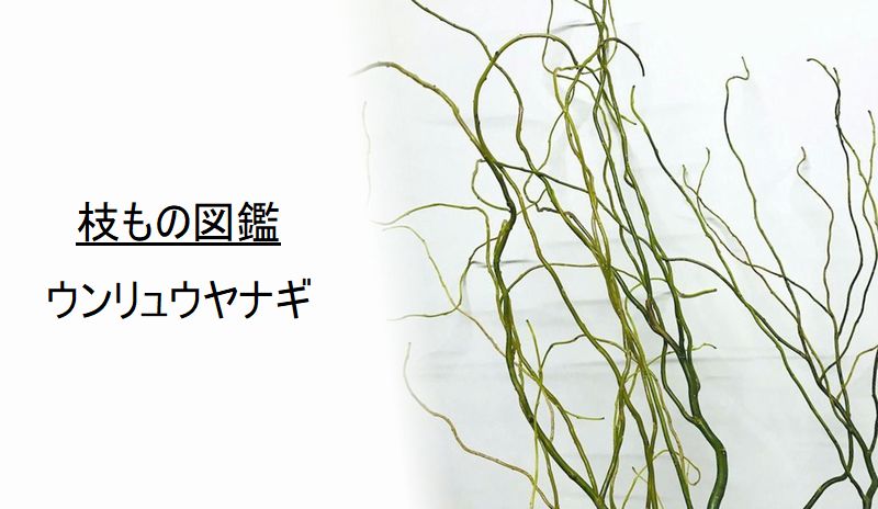枝もの図鑑 ウンリュウヤナギ 花言葉 出回り時期 花もち 飾り方 切花情報サイト ハナラボノート