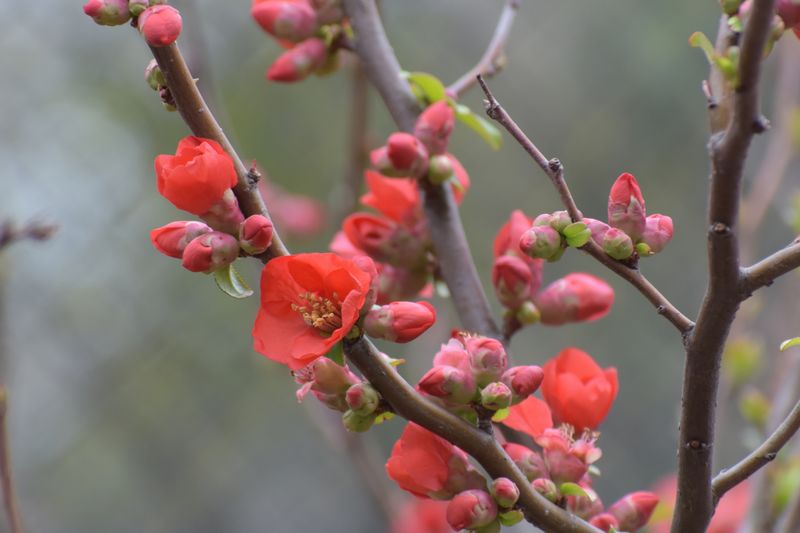枝もの図鑑 ボケ 花言葉 出回り時期 花もち 飾り方 切花情報サイト ハナラボノート