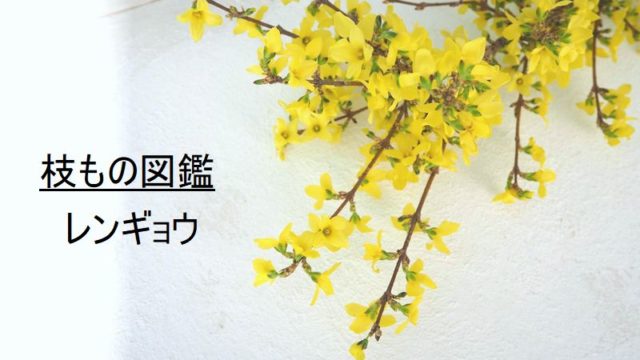 葉もの図鑑 タニワタリ 花言葉 出回り時期 花もち 飾り方 切花情報サイト ハナラボノート