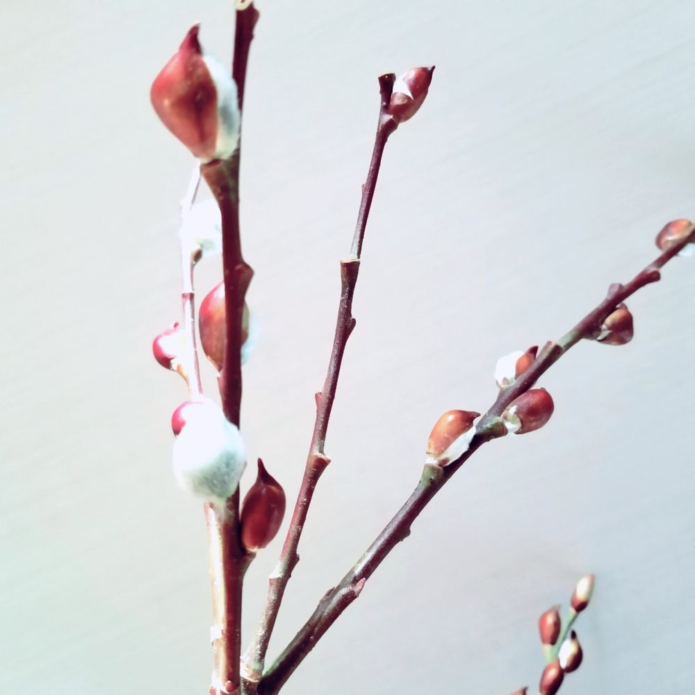 枝もの図鑑 アカメヤナギ ギンメヤナギ 花言葉 出回り時期 花もち 飾り方 切花情報サイト ハナラボノート