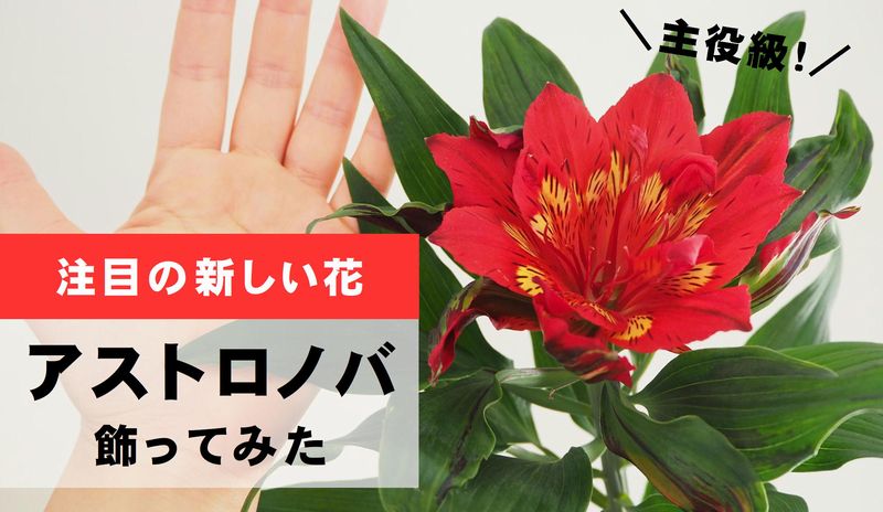 新開発の花 ユリ アルストロメリア アストロノバ の存在感がすごい 切花情報サイト ハナラボノート