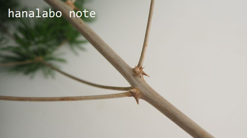 葉もの図鑑 アスパラガスの仲間 花言葉 出回り時期 花もち 飾り方 切花情報サイト ハナラボノート