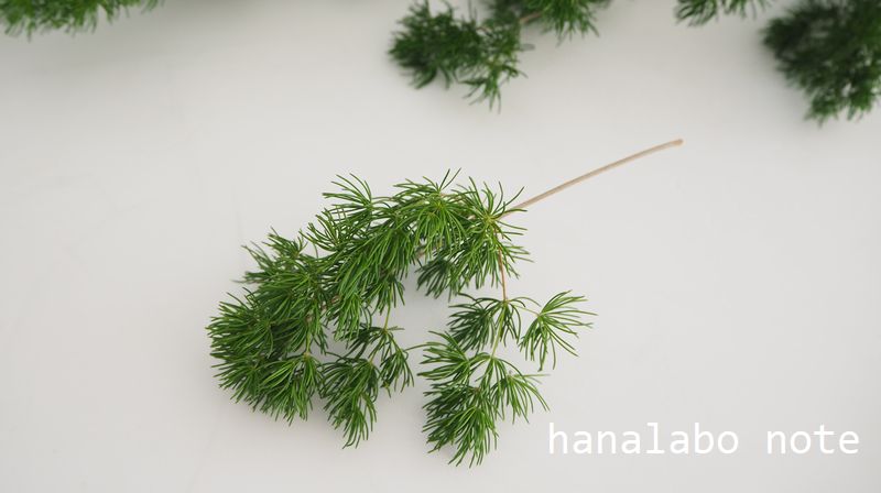 葉もの図鑑 アスパラガスの仲間 花言葉 出回り時期 花もち 飾り方 切花情報サイト ハナラボノート