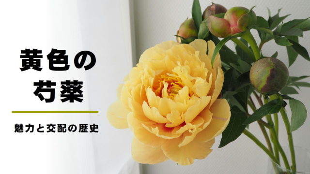 黄色い芍薬 シャクヤク 見たことありますか ハイブリッド芍薬の歴史と魅力 切花情報サイト ハナラボノート