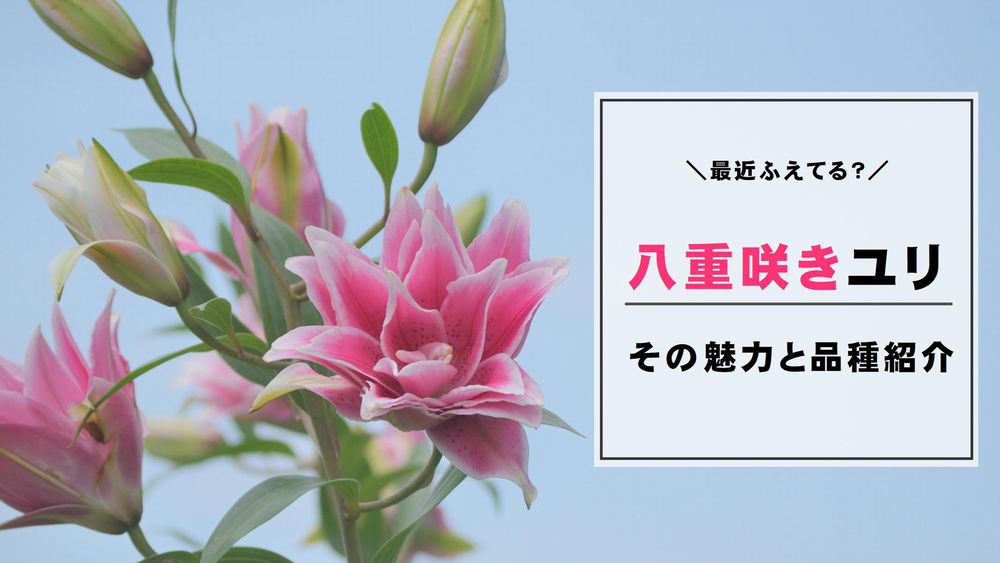 切り花新品種続々 八重咲きユリの魅力と品種紹介 切花情報サイト ハナラボノート