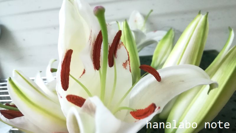 切り花新品種続々 八重咲きユリの魅力と品種紹介 切花情報サイト ハナラボノート