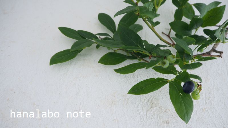 枝もの図鑑 ブルーベリー 花言葉 出回り時期 花もち 飾り方 切花情報サイト ハナラボノート