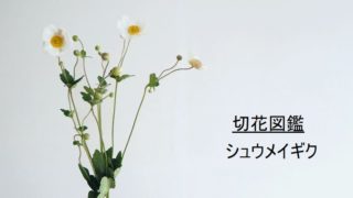 シュウメイギク　秋明菊