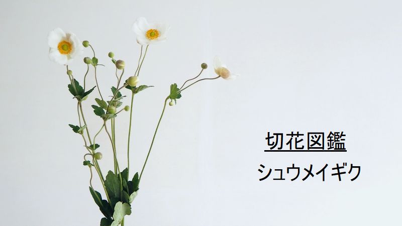 シュウメイギク　秋明菊