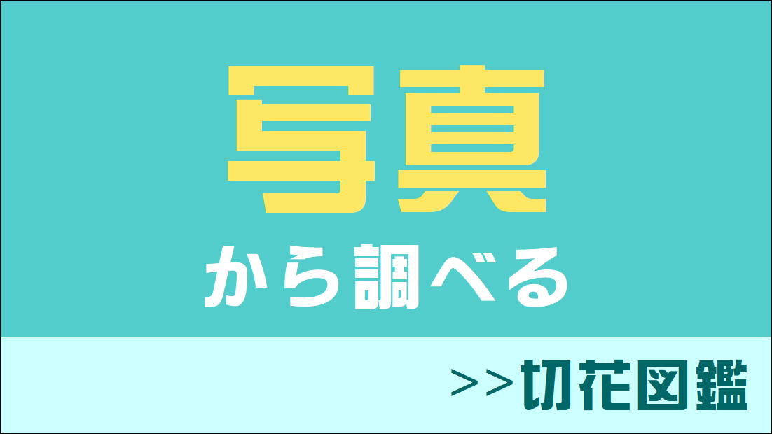 写真から調べる｜切花図鑑｜切花情報サイト／ハナラボノート